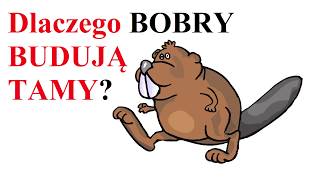 Dlaczego BOBRY budują TAMY?