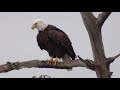 swfl eagles_beautiful harriet ~ nestovers for breakfast ~ m15 adds nest