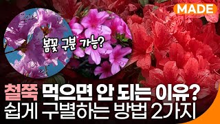 오늘의 꽃 | #철쭉 먹으면 왜 안 돼? 구분 쉽게 하는 방법 두 가지! #진달래 #영산홍 | 재미 MADE