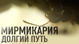 Myrmicaria opaciventris, или Долгий Путь к Мирмикариям!