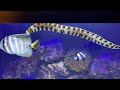 Day 11 with a Snowflake Moray Eel (Echidna nebulosa)