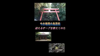 奄美大島の神社　今井権現の鳥居前　迎えるオーブを数えてみた　ショート