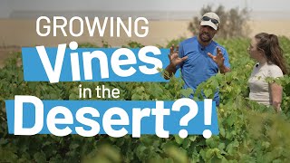 Growing Vines in the Desert | The Inspiring Story of Be'er Milka's Desert Bloom Project in Israel