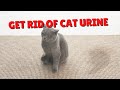 How To Get Rid Of Cat Urine On Fabric | Two Crazy Cat Ladies #shorts