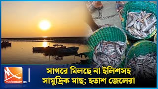 সাগরে মিলছে না ইলিশসহ সামুদ্রিক মাছ; হতাশ জেলেরা | Hilsha Fish | Mohona TV