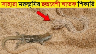 মরুভূমির ৫টি সবচেয়ে বিপজ্জনক প্ৰাণী | যা দেখার জন্যও কপাল লাগে ! 5 DeadlyKillers in Desert