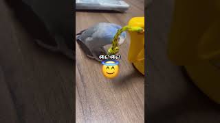 【マメルリハ】紐が気に食わないインコ