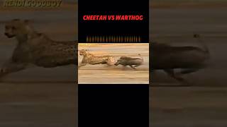 Cheetah vs warthog #trending #animals #wildlife #cheetah #warthog #speed #shorts