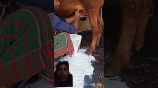 Man Milking a Cow – Bucket Overflows with Fresh Milk! #cow #milkday #dairycows #milkdonation #milk