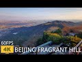 【4K 60fps】Climbing Beijing Fragrant Hill Park | Xiangshan Park Autumn | 登顶北京香山公园