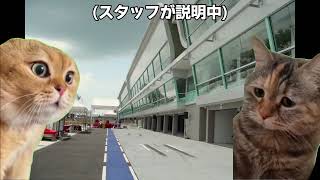 【猫ミーム】F1に乗ってみる【チャンネル登録お願いします！】