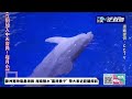 【中天直播 live】歐洲寬吻瓶鼻海豚 海南陵水