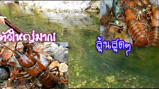 จับกุ้งเครฟิช🦞ในลำธารด้วยมือเปล่าสนุกและลุ้นสุดๆ