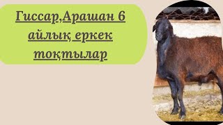 Гиссар,Арашан 6 айлық тоқты қошқарлар