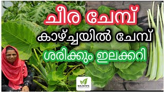 ചീര ചേമ്പ് | Cheera Chembu | ചീര ചേമ്പ് കൃഷി | Cheera Chembu Krishi | Spinach Farming Malayalam