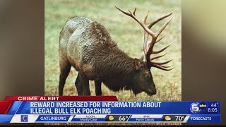 Reward increased for information about illegal bull elk poaching