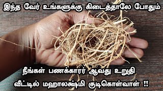 இந்த வேர் உங்களுக்கு கிடைத்தாலே போதும் நீங்கள் பணக்காரர் ஆவது உறுதி - Spiritual Secrets