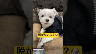 愛犬に袴を着させた結果🐶#shorts #可愛い犬 #マルチーズ