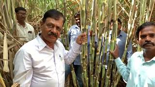 SCT Vedic sugarcane🎋 Easily 100 tons production 😳 height increased by 16 feet🎋 in 8months