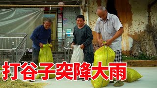 Lao Jiu helped his sister-in-law to thresh millet, but unexpectedly it suddenly poured heavy rain