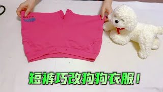 狗狗衣服不用花钱买！找条运动短裤3分钟做一件，可爱漂亮又简单