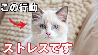 猫がストレスを抱える人間の行動ランキング10を紹介