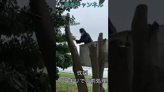 【鋸】人間チェーンソーの伐採！