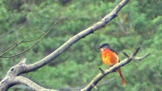 Grey-chinned Minivet_ male bird in tree.