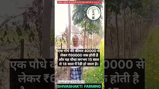 African mahogany tree farming in india #shivashakti #shortvideo #bihar #agriculturetoday