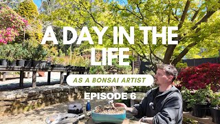 Transforming A Neglected Juniper Bonsai | A Day In The Life As A Bonsai Artist (POV) - Ep. 6