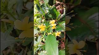 #Barleria#yellow# ഈ  plant കണ്ടിട്ടുണ്ടോ?#nature#rare#variety #shorts