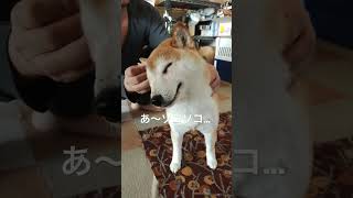 大好きな耳掃除で口角がにぃーっと上がる柴犬姉