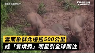 雲南象群北遷逾500公里  成「實境秀」明星引全球關注