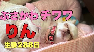 ぶさかわチワワりん。生後288日【vlog】