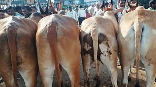 hallikar mixed Super Seema bull's price's | Oxen market video - Yemmiganur bull's market video's ||