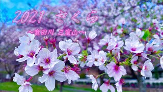 【ドローン空撮 4K】 〜2021 三室山と竜田川の桜〜 Cherry Blossoms Drone Dji Mavic Air2