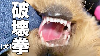 ソファーを破壊したい犬とそれを見守る親バカなパパ【トイプードル（マルプー）のモコちゃん】