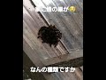 家に蜂の巣ができてた🐝