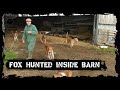 Fox hunted inside barn