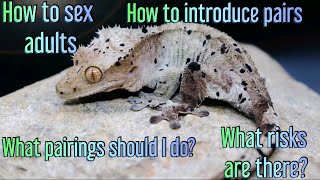 Complete Guide To Breeding Crested Geckos PT 1.