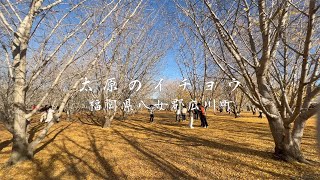 【太原のイチョウ - 福岡県八女郡広川町- 】