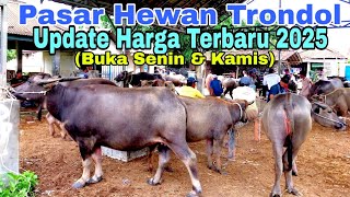 Update Terbaru 2025 // Harga Kerbau Di Pasar Hewan Trondol // Kota Serang Banten