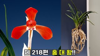 화소정-[6월30일] 제218편 [홍대왕-판매완료]