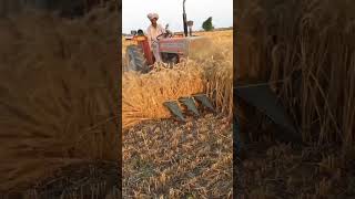 Harvesting Wheat Crops By Riper