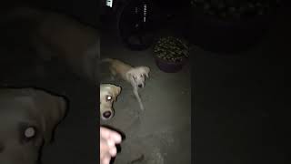 🐶Bahut Jada Shorts video ||🐶#shorts #trending #viral||🔥🔥🐕🐕🦮 💯💯💯