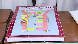 Std 10 - Science Exhibition Project | S 371 WORKING MODEL OF DNA 10