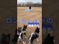 近所の運動公園で…いつも娘🐶家族がロングリードやっているので、黒柴一家も行ってきました😊 ロングリード中は会えなかったけど、帰りに娘🐶に会えました🥰 柴犬 ドッグラン