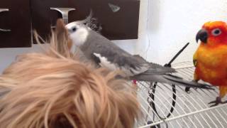 Ninfa cara blanca cantando y hablando con perro York shire Terrier ( Yumi )