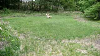 ボール遊びをする犬を見学する猫