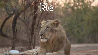 Gir lion | ગીર ના સિંહ |Gir national park |wild of gir #gujrattourism #Asiaticlion